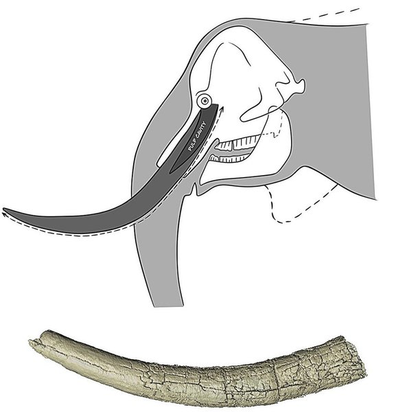 Palaeoloxodon antiquus бивень Предки человека делили маршрут выхода из Африки с настоящими гигантами